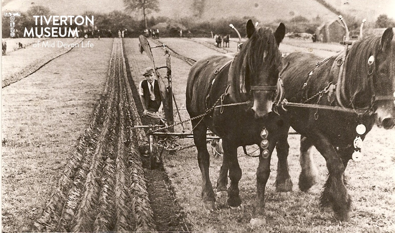 A man driving a plough pulled by two heavy horses in a field