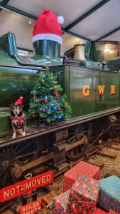 A medium sized black and white dog sitting on a large green GWR steam engine wearing a Santa hat, next to a Christmas tree