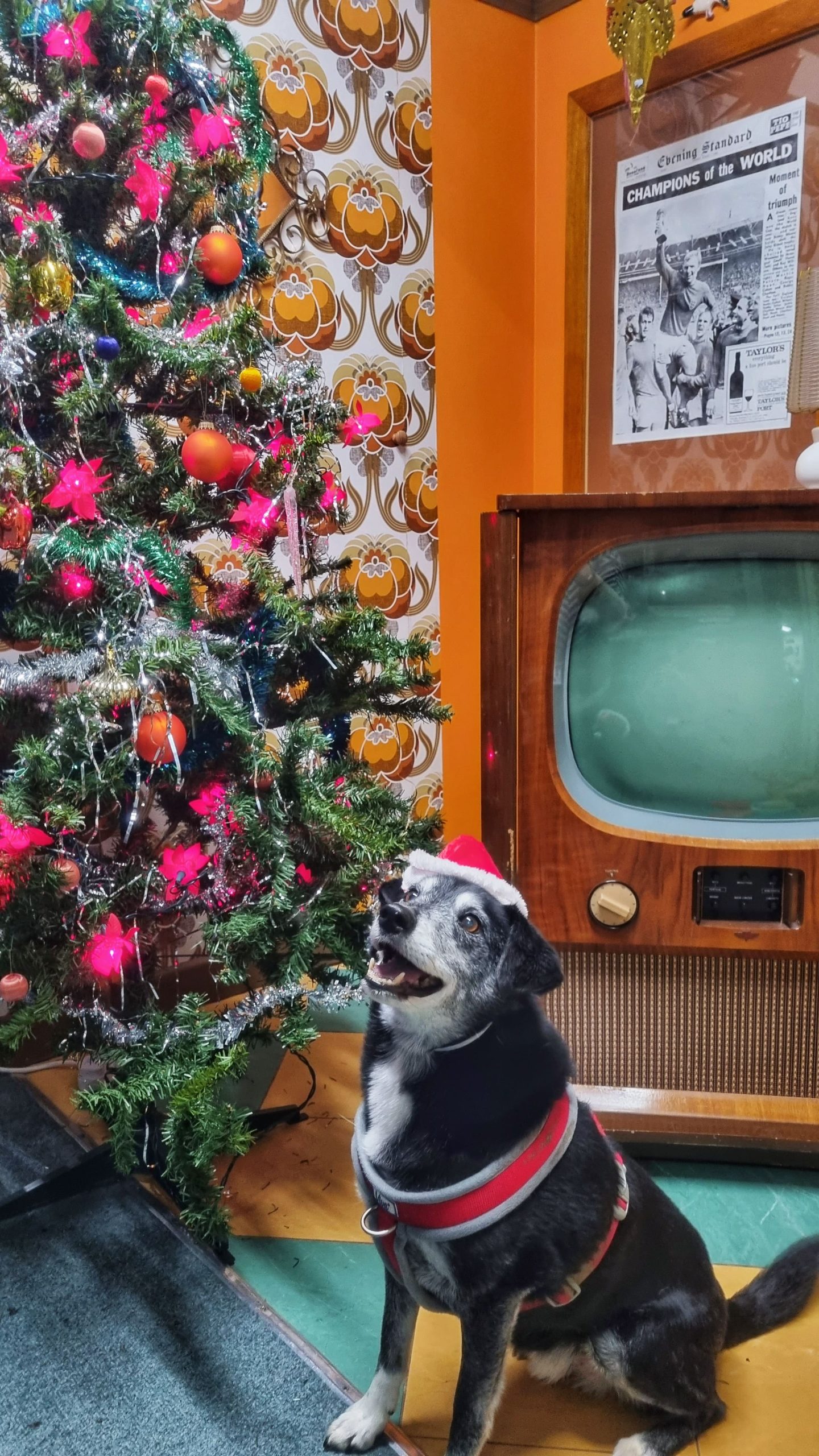 A medium sized black and white dog wearing a santa hat sitting in front of a Christmas tree