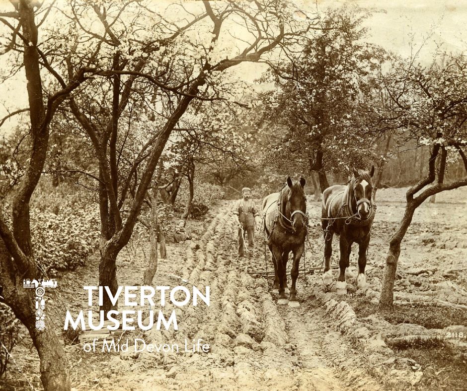A furrowed track through trees with a plough being pulled by two horses, driven by a man, coming towards the camera