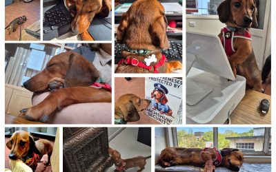 Lars Settles In: A Quarterly Review